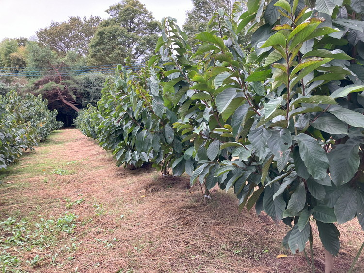 【先行予約】ふるさと納税はじめまして！ポポー！1kg入（3個から4個入） ※北海道・沖縄・離島への配送不可 ※2026年8月下旬～9月下旬頃に順次発送予定