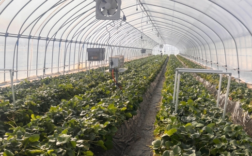 朝摘み『とちあいか』 栃木のイチゴ　大粒　280g以上×4P ｜ いちご イチゴ 苺 栃木県 果物 フルーツ 甘い 酸味 さっぱり 完熟　※離島への配送不可　※2026年1月上旬～4月中旬頃に順次発送予定