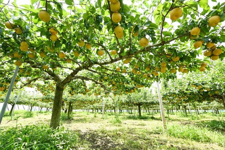 栃木県産梨「あきづき」 梨 なし 5kg ※北海道・沖縄・離島への配送不可 ※2025年9月下旬頃より順次発送予定