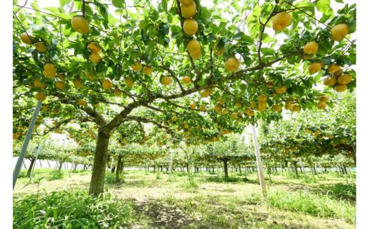 栃木県産梨「甘太」 梨 なし 5kg ※北海道・沖縄・離島への配送不可 ※2025年9月下旬頃より順次発送予定