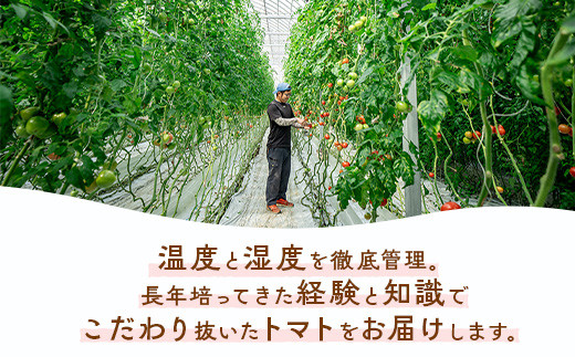 ぜいたくトマト 約1.7kg