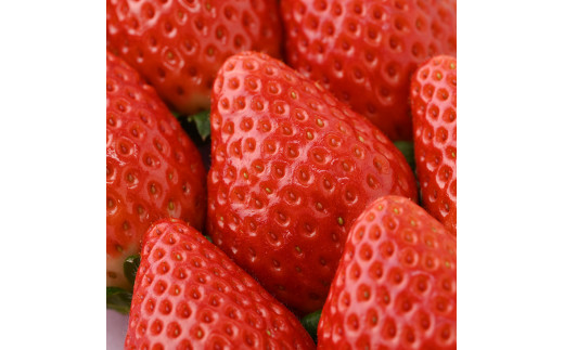 ＜先行予約＞ 鬼怒川の恵みをたっぷり受けた 栃木県上三川（かみのかわ）町産 スカイベリー【4パック】 いちご イチゴ 苺 スカイベリー ※2025年1月中旬～3月中旬頃に順次発送予定 ※離島への配送不可