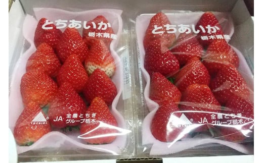 ＜先行予約＞ 鬼怒川の恵みをたっぷり受けた 栃木県上三川（かみのかわ）町産 とちあいか【4パック】 いちご イチゴ 苺 とちあいか ※2025年1月中旬～3月下旬頃に順次発送予定 ※離島への配送不可