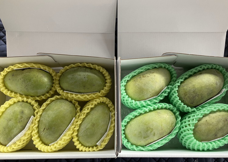 【先行予約】ふるさと納税はじめまして！ポポー！1kg入（3個から4個入） ※北海道・沖縄・離島への配送不可 ※2026年8月下旬～9月下旬頃に順次発送予定