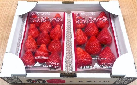 朝摘み『とちあいか』 栃木のイチゴ　大粒　280g以上×2P ｜ いちご イチゴ 苺 栃木県 果物 フルーツ 甘い 酸味 さっぱり 完熟　※離島への配送不可　※2026年1月上旬～4月中旬頃に順次発送予定
