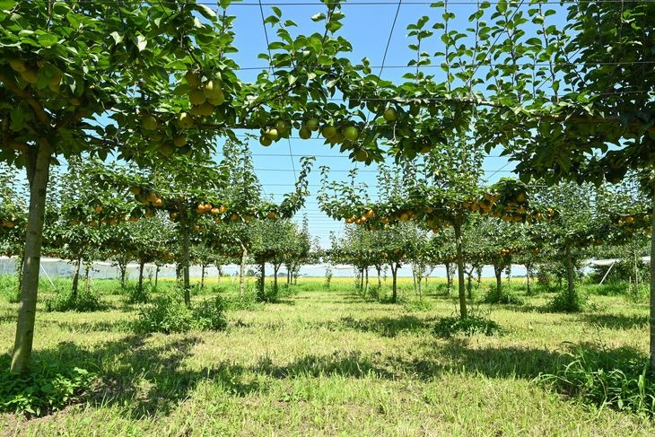 栃木県産梨「あきづき」 梨 なし 5kg ※北海道・沖縄・離島への配送不可 ※2025年9月下旬頃より順次発送予定