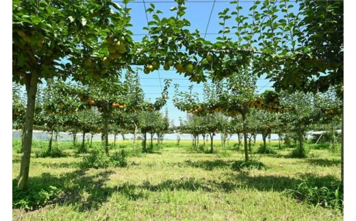 栃木県産梨「にっこり」 梨 なし 5kg ※北海道・沖縄・離島への配送不可 ※2024年10月中旬から順次発送予定