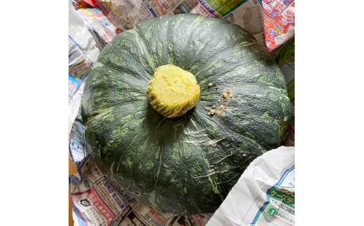 みんな大好きトウモロコシと旬は今！の野菜たち【栃木県産おまかせ新鮮野菜セット・いろいろ詰め合わせ】｜ にんじん オクラ きゅうり じゃがいも トマト 玉ねぎ 大根 枝豆…　※2022年6月～8月頃に順次発送予定