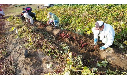 ☆2キロ☆ お試し・少量♡ さつまいも大好き人間のネットリ系 さつまいも・紅はるか ！～「上三川町」って読めますか？～ ※2022年11月～12月頃に順次発送予定