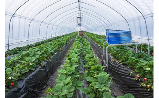 田口いちごファームの スカイベリー・とちあいかの食べ比べセット ｜ いちご 苺 イチゴ 栃木県産 ※2026年1月中旬～2月下旬頃に順次発送予定 ※北海道、沖縄、四国、九州、離島への配送不可
