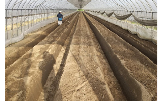 ＜先行予約＞ 鬼怒川の恵みをたっぷり受けた 栃木県上三川（かみのかわ）町産 とちあいか【4パック】 いちご イチゴ 苺 とちあいか ※2025年1月中旬～3月下旬頃に順次発送予定 ※離島への配送不可