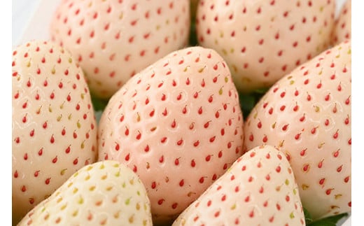 【定期便】栃木のいちご3ヶ月お届け 食べ比べセット（スカイベリー・とちあいか・ミルキーベリー）6パック×3回 ※2024年1月～3月頃に順次発送 ※離島への配送不可 ※着日指定不可