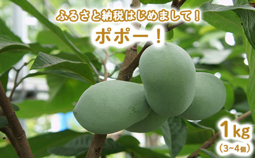 【先行予約】ふるさと納税はじめまして！ポポー！1kg入（3個から4個入） ※北海道・沖縄・離島への配送不可 ※2026年8月下旬～9月下旬頃に順次発送予定