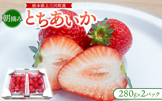 朝摘み『とちあいか』 栃木のイチゴ　大粒　280g以上×2P ｜ いちご イチゴ 苺 栃木県 果物 フルーツ 甘い 酸味 さっぱり 完熟　※離島への配送不可　※2026年1月上旬～4月中旬頃に順次発送予定