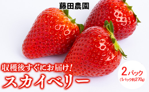 ＜先行予約＞ 鬼怒川の恵みをたっぷり受けた 栃木県上三川（かみのかわ）町産 スカイベリー【2パック】 いちご イチゴ 苺 スカイベリー ※2026年1月中旬～3月中旬頃に順次発送予定 ※離島への配送不可