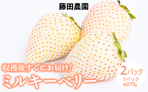＜先行予約＞ 鬼怒川の恵みをたっぷり受けた　栃木県上三川（かみのかわ）町産 ミルキーベリー（白いちご）【2パック】 いちご イチゴ 苺 白いちご 白イチゴ 白苺 ミルキーベリー ※2026年1月中旬～3月中旬頃に順次発送予定 ※離島への配送不可