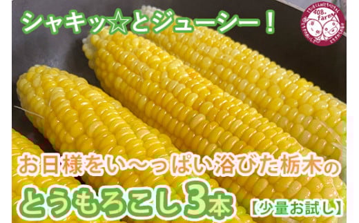 シャキッ☆とジューシー！お日様をい～っぱい浴びた栃木の とうもろこし 3本【少量お試し】 ｜ トウモロコシ 産地直送　※2023年6月～7月頃より順次発送予定