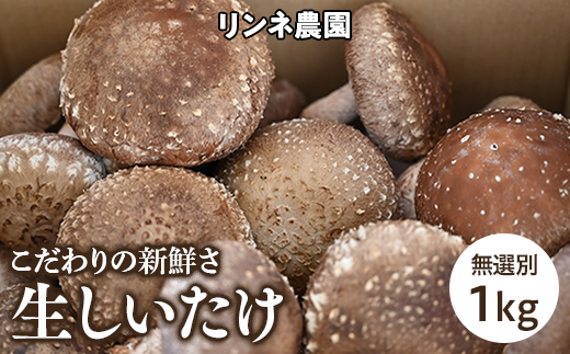 生しいたけ　無選別１ｋｇ