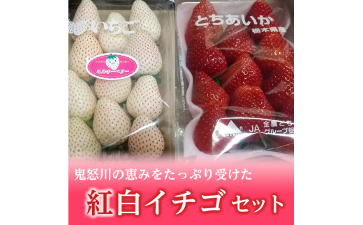 ＜先行予約＞【とちあいか ミルキーベリー】鬼怒川の恵みをたっぷり受けた　栃木県上三川（かみのかわ）町産　紅白イチゴセット【紅白各1パック】いちご イチゴ 苺 白いちご 紅白いちご ※2026年1月中旬～3月中旬頃に順次発送予定 ※離島への配送不可