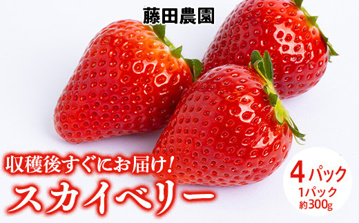 ＜先行予約＞ 鬼怒川の恵みをたっぷり受けた 栃木県上三川（かみのかわ）町産 スカイベリー【4パック】 いちご イチゴ 苺 スカイベリー ※2025年1月中旬～3月中旬頃に順次発送予定 ※離島への配送不可