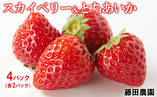 ＜先行予約＞ 鬼怒川の恵みをたっぷり受けた 栃木県上三川（かみのかわ）町産 スカイベリー とちあいか【イチゴセット】4パック（1箱）いちご イチゴ 苺 ※2025年1月中旬～3月下旬頃に順次発送予定 ※離島への配送不可