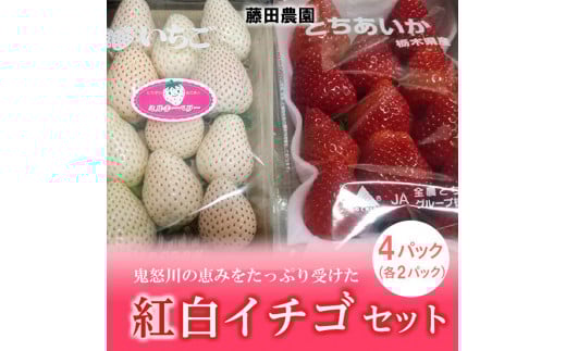 ＜先行予約＞【とちあいか ミルキーベリー】鬼怒川の恵みをたっぷり受けた　栃木県上三川（かみのかわ）町産　紅白イチゴセット【紅白各2パック】いちご イチゴ 苺 白いちご 紅白いちご ※2024年1月中旬～3月中旬頃に順次発送予定 ※離島への配送不可