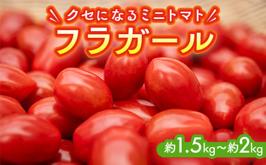 ミニトマト『フラガール』1.5kg〜2kg | 国産 栃木県上三川町産 野菜 甘い 濃厚 トマト とまと ミニトマト フラガール 数量限定 送料無料 ※トマトが苦手な方でも是非お試しになってみて下さい!