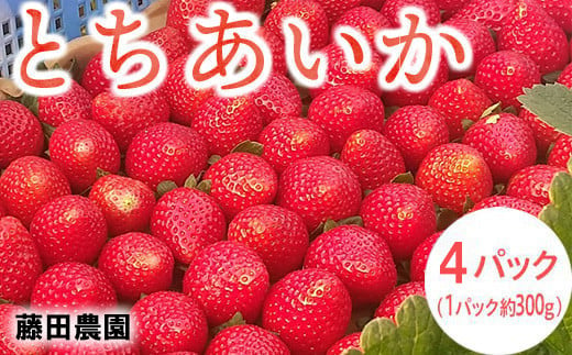 [先行予約] 鬼怒川の恵みをたっぷり受けた 栃木県上三川(かみのかわ)町産 とちあいか[4パック] いちご イチゴ 苺 とちあいか ※2024年1月中旬〜3月下旬頃に順次発送予定 ※離島への配送不可 ※着日指定不可