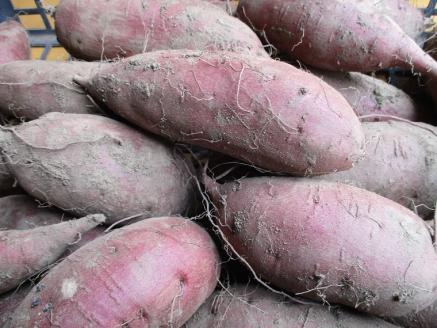 糖化熟成 さつまいも (シルクスイート) 約 6kg｜栃木県 益子町 ふるさと納税 里山 熟成 さつまいも シルクスイート プレミアム 蜜芋 (AU001-3)