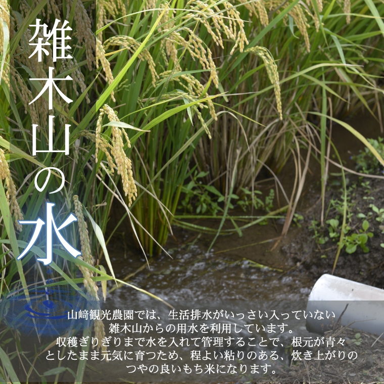 山﨑観光農園のもち米 5kg | 栃木県 益子町 ふるさと納税 お米 米 もち米 5kg 令和7年産 (AU008)