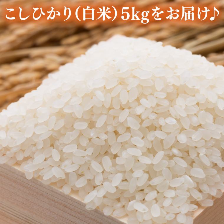 ＼新米 先行予約 11月より順次発送予定／★令和7年産★ 米 5kg 白米 精米 「コシヒカリ」山崎観光農園 栃木県 益子町 ふるさと納税 お米 こしひかり 白米 精米 5キロ 高評価 令和7年 先行予約 (AU014-11)