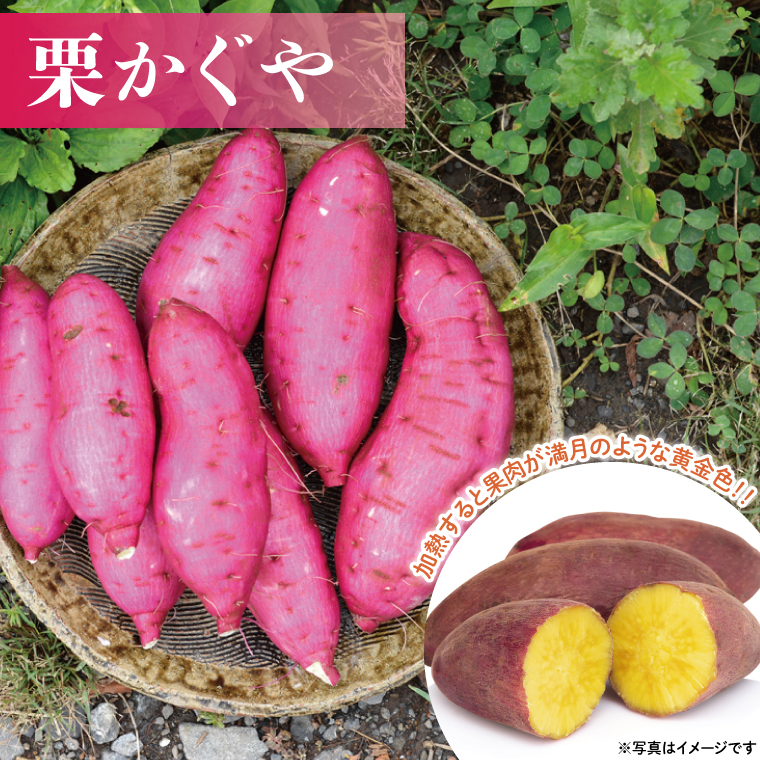 山﨑観光農園の栗かぐや 約 6kg｜栃木県 益子町 ふるさと納税 里山 ほくほく さつまいも 栗かぐや 栗のような甘さ (AU016)