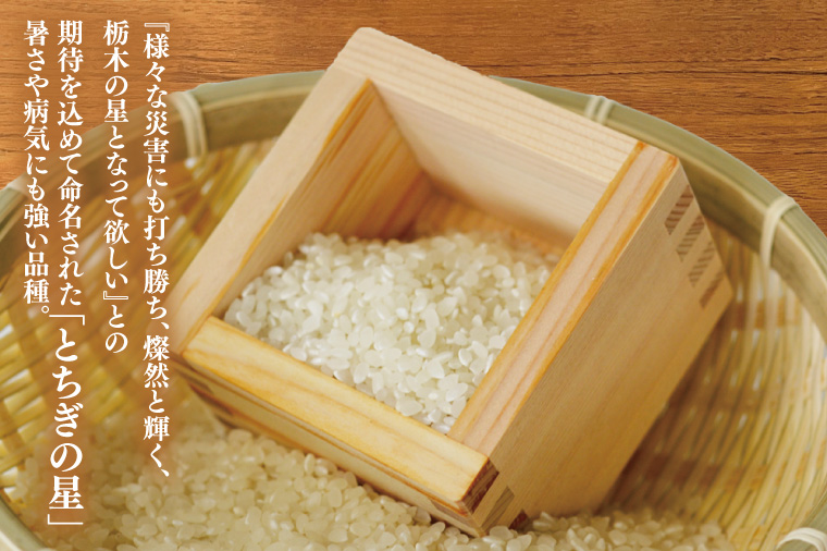 【全3回定期便】＜毎月＞ 山﨑観光農園のお米 とちぎの星 白米 5kg（合計 15kg）単一原料米 100% ｜栃木県 益子町 ふるさと納税 お米 米 白米 精米 5kg 3ヵ月 令和7年産 定期便（AU035）