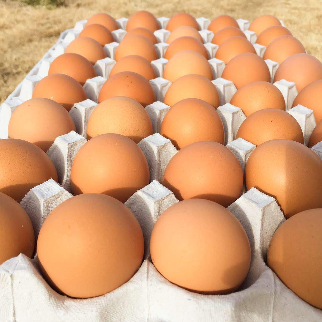 【先行予約】【2026年2月より順次発送】＼大容量／黒麹育ちの赤たまご75個 |栃木県 益子町 ふるさと納税 たまご 卵 タマゴ 赤たまご 人気 濃厚 食べチョク (BC008)