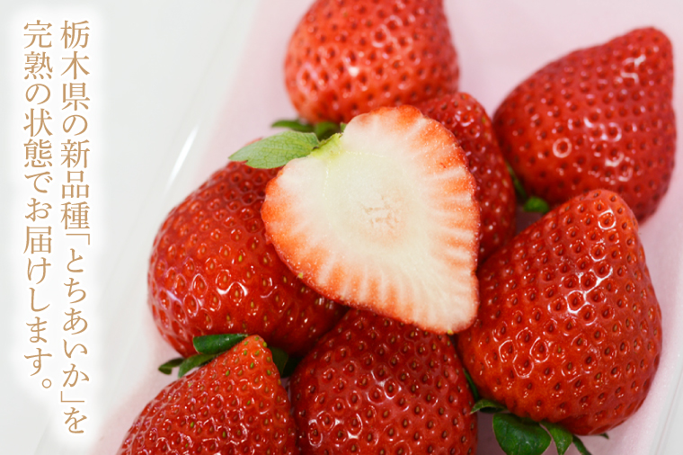 【2026年1月発送開始】【先行予約】【数量限定】完熟とちあいか　約600g【栃木県共通返礼品/真岡市産】｜栃木県 ふるさと納税 いちご イチゴ 苺 果物 フルーツ とちあいか 熟成（DM001）