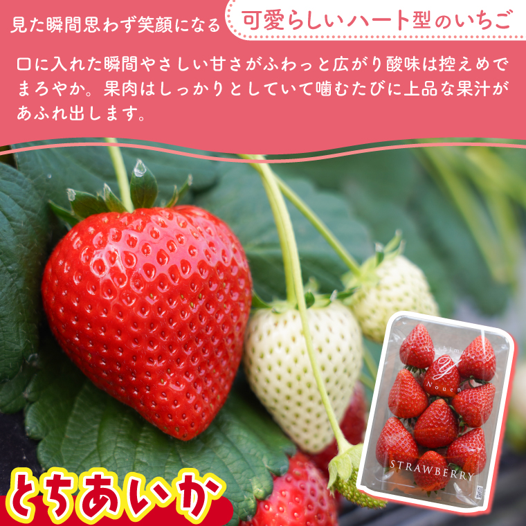 【2026年1月発送開始】【先行予約】ハート型のご褒美いちご とちあいか 合計1kg (250ｇ×4パック) | 栃木県 ふるさと納税 いちご イチゴ 苺 果物 フルーツ とちあいか 熟成 ご褒美 ハート型 こだわり (DS001)