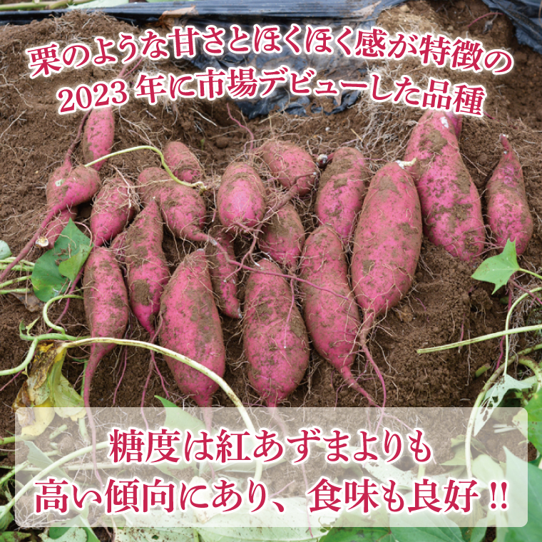 山﨑観光農園の栗かぐや 約 6kg｜栃木県 益子町 ふるさと納税 里山 ほくほく さつまいも 栗かぐや 栗のような甘さ (AU016)