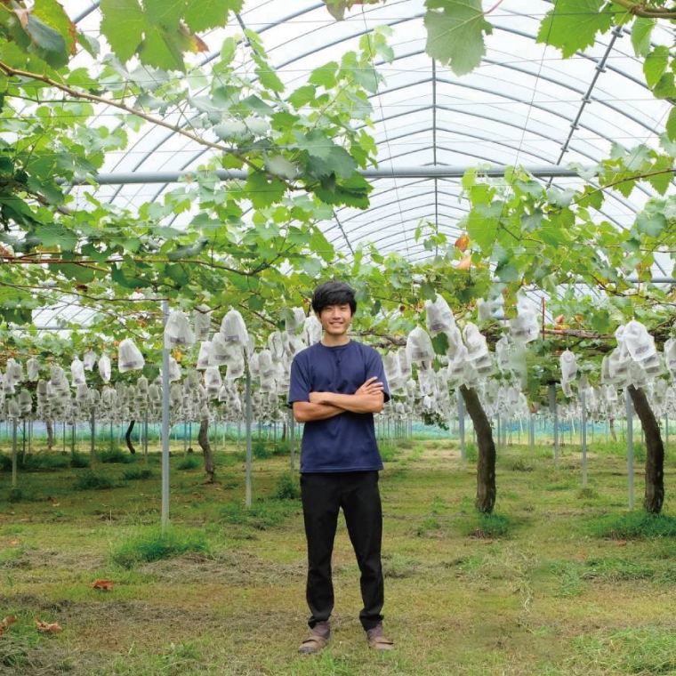 【先行予約】数量限定！種無しぶどう ピオーネ 合計2kg (4～6房) | ９月上旬より順次発送 数量限定 ブドウ 葡萄 ピオーネ 種なし 種なしブドウ 旬 果物 フルーツ 濃厚 ジューシー 益子町産 新鮮 (DC002)