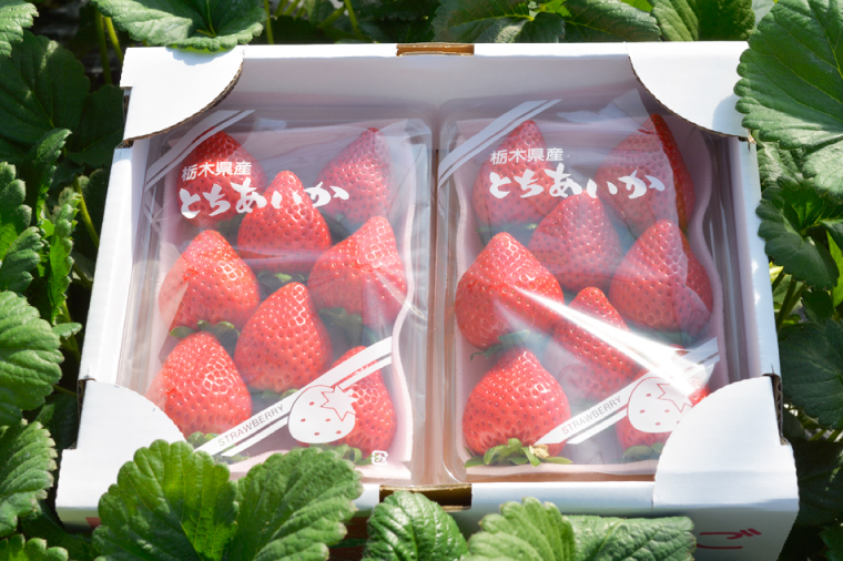 【2026年1月発送開始】【先行予約】【数量限定】完熟とちあいか　約600g【栃木県共通返礼品/真岡市産】｜栃木県 ふるさと納税 いちご イチゴ 苺 果物 フルーツ とちあいか 熟成（DM001）