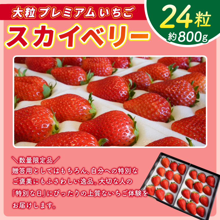 【2026年1月発送開始】【先行予約】【数量限定】大粒プレミアムいちご スカイベリー 24粒 (約800g) | 栃木県 ふるさと納税 高級いちご 贈答用 イチゴ 苺 果物 フルーツ スカイベリー 熟成 大粒いちご こだわり (DS002)