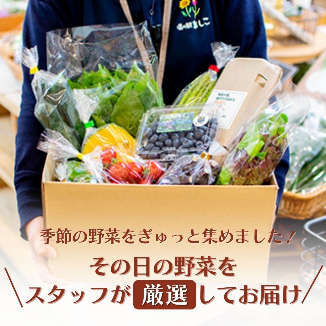 ＜3ヶ月定期便＞旬の採れたてぜいたく野菜セット（卵付き）4人用 益子町 ふるさと納税 野菜セット 野菜 やさい セット 採れたて 卵 たまご 定期便(AA006)