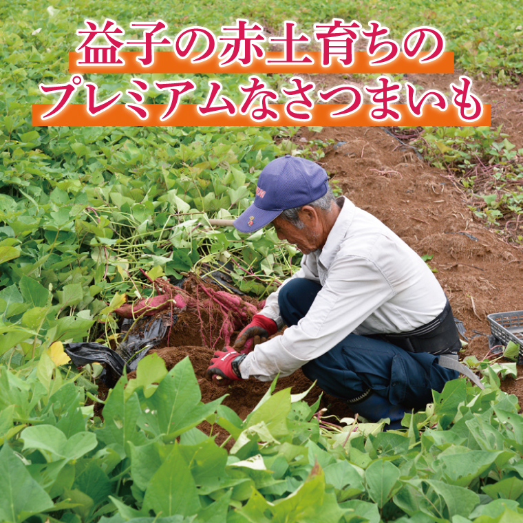 山﨑観光農園の栗かぐや 約 6kg｜栃木県 益子町 ふるさと納税 里山 ほくほく さつまいも 栗かぐや 栗のような甘さ (AU016)