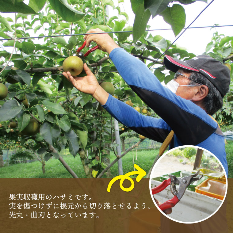 ★先行予約★ 【2026年8月発送】仁平果樹園の梨 「幸水」5kg (8個～16個) (8月中旬より順次配送) | 果物 新鮮 フルーツ ギフト 梨 ナシ 益子町産梨 甘い あまい 糖度11.5以上 糖度保証 果汁 果肉 栃木県 益子町 (DB001)