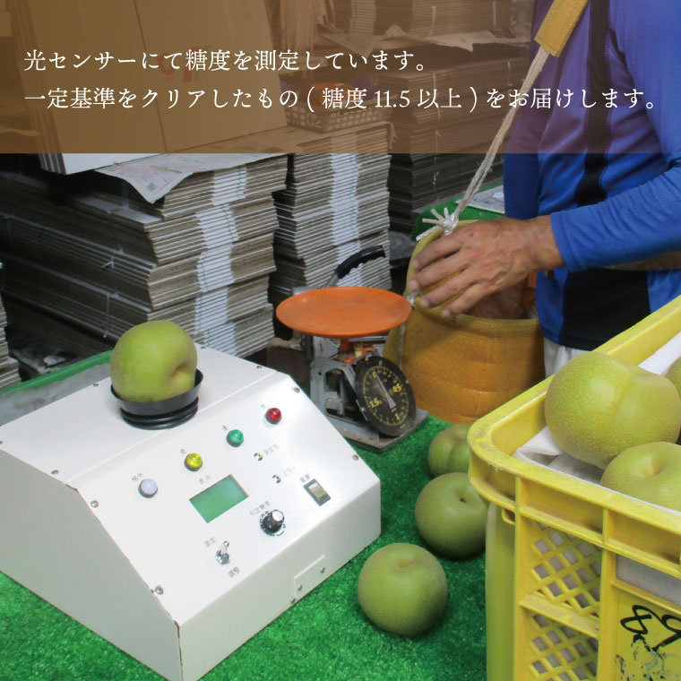 ★先行予約★ 【2026年9月発送】仁平果樹園の梨 「あきづき」5kg (8個～14個)(9月中旬より順次配送) | 果物 新鮮 フルーツ ギフト 梨 ナシ 益子町産梨 甘い あまい 糖度11.5以上 糖度保証 果汁 果肉 栃木県 益子町 (DB003)