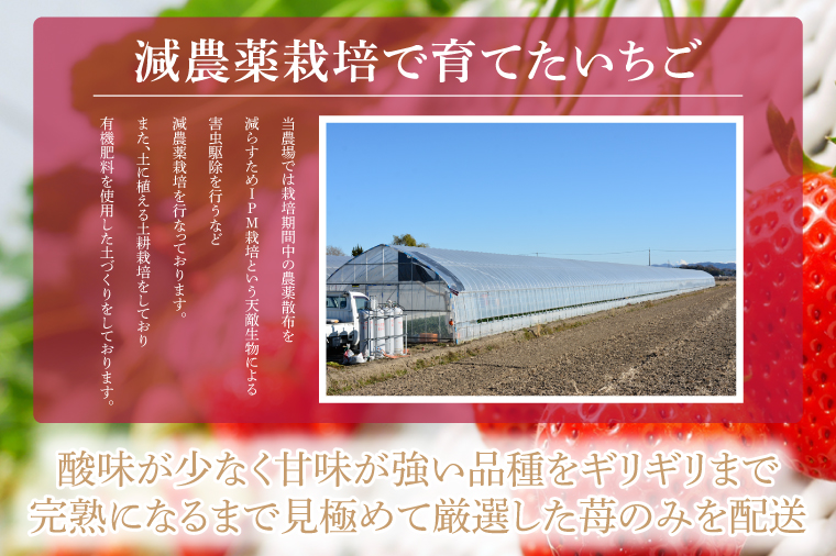 【2026年1月発送開始】【先行予約】【数量限定】完熟とちあいか　約600g【栃木県共通返礼品/真岡市産】｜栃木県 ふるさと納税 いちご イチゴ 苺 果物 フルーツ とちあいか 熟成（DM001）