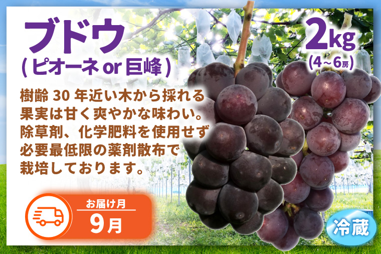 ＼旬なフルーツをお届け／ましこのフルーツ定期便 ＜年6回＞ | イチゴ ブルーベリー マンゴー 梨 ブドウ メロン 高級果物 フルーツ 新鮮 フレッシュ 旬 人気 ましこの果物 道の駅ましこ 果物 詰合せ セット 定期便 全6回 (AA043)