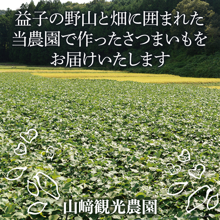 山﨑観光農園の栗かぐや 約 6kg｜栃木県 益子町 ふるさと納税 里山 ほくほく さつまいも 栗かぐや 栗のような甘さ (AU016)