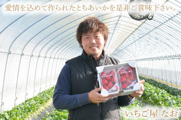 【2026年1月発送開始】【先行予約】【数量限定】完熟とちあいか　約600g【栃木県共通返礼品/真岡市産】｜栃木県 ふるさと納税 いちご イチゴ 苺 果物 フルーツ とちあいか 熟成（DM001）