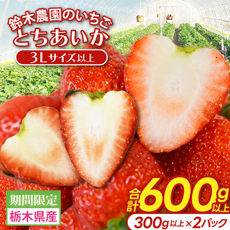 【3Lサイズ以上】いちご とちあいか 600g以上 (300g以上×2パック)｜栃木県 益子町 ふるさと納税 鈴木農園 3L 4L 5L 贈答用 食べ応え抜群 大きい 大きいサイズ いちご イチゴ 苺 果物 フルーツ とちあいか 人気 600g以上 1パックあたり5粒～12粒入り 合計10～24粒入り（DJ002） 3Lサイズ以上