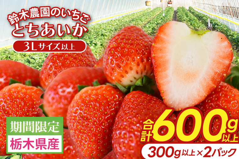 【3Lサイズ以上】いちご とちあいか 600g以上 (300g以上×2パック)｜栃木県 益子町 ふるさと納税 鈴木農園 3L 4L 5L 贈答用 食べ応え抜群 大きい 大きいサイズ いちご イチゴ 苺 果物 フルーツ とちあいか 人気 600g以上 1パックあたり5粒～12粒入り 合計10～24粒入り（DJ002）